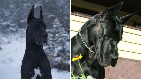 Câu hỏi thường gặp về Great Dane
