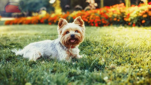 Yorkshire Terrier trong cuộc sống gia đình