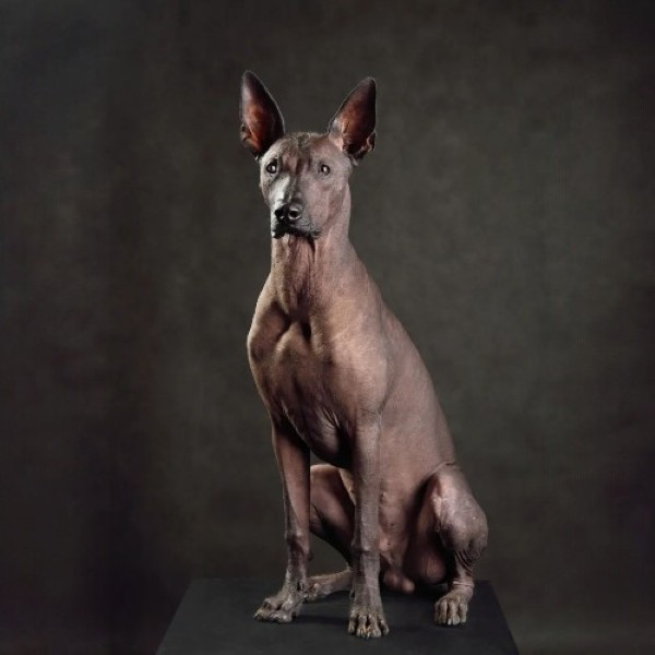 Câu hỏi thường gặp về chó Xoloitzcuintle