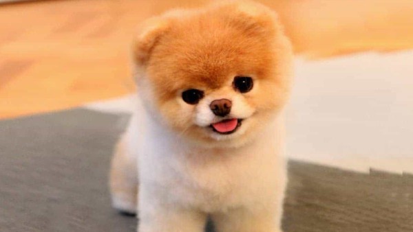 Ưu và nhược điểm của chó Phốc Sóc