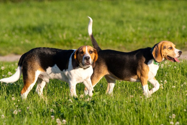 Tính cách và hành vi của chó Beagle