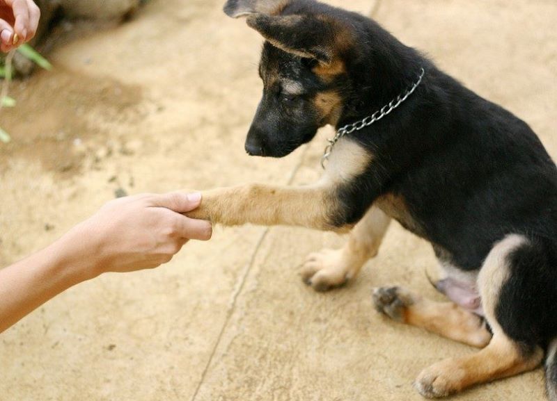 Những lợi ích của việc dạy chó bắt tay