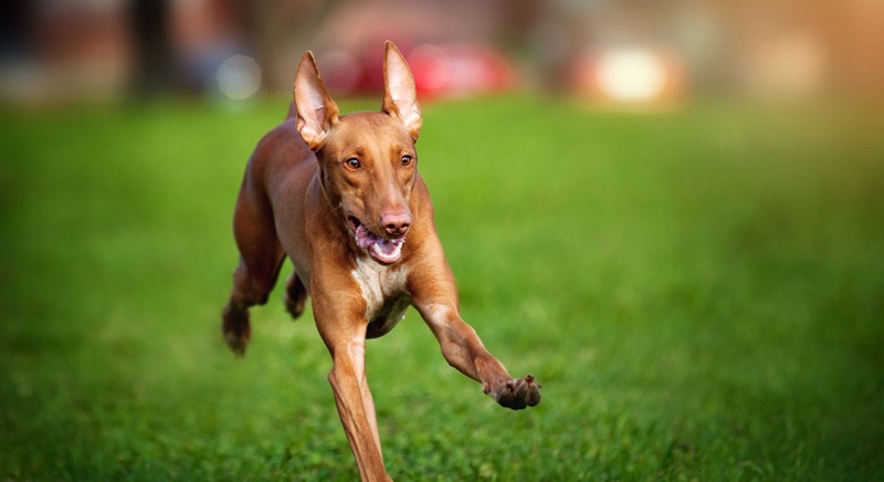 Vai trò văn hóa và lịch sử của chó săn Pharaoh