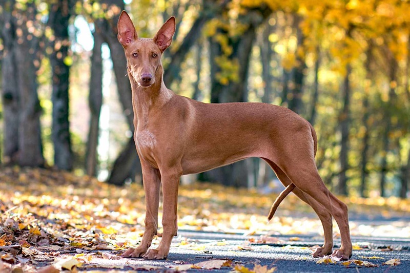 Giới thiệu về chó săn Pharaoh