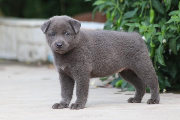 Chó Bắc Hà xám sở hữu tính cách đặc biệt