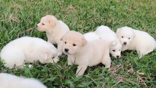 Chăm sóc chó Bắc Hà Xù Trắng cần có sự kiên nhẫn và kiến thức đúng từ người nuôi