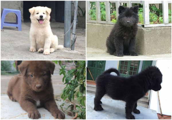 Kinh nghiệm chọn mua chó bắc hà xù trắng thuần chủng