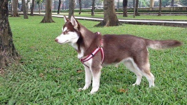 Chó Husky màu nâu đỏ