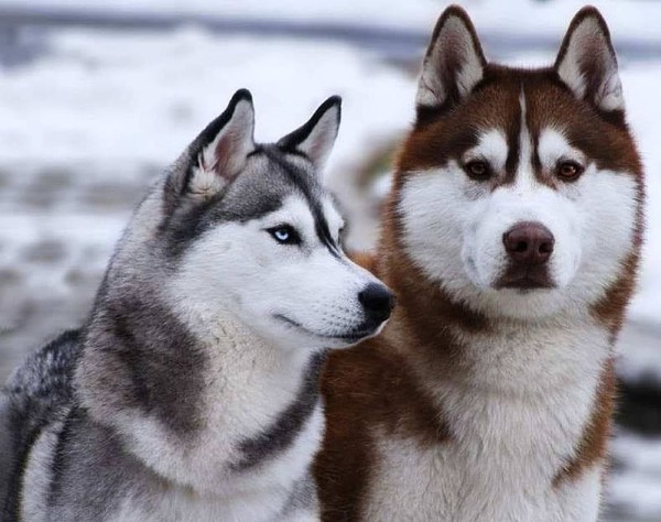 Đặc điểm nhận dạng husky màu nâu đỏ thuần chủng