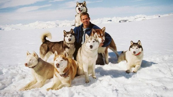 Tính cách và hành vi nổi bật của chó Husky