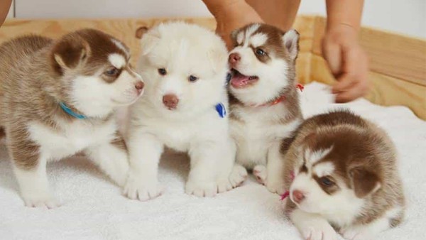 Cách chăm sóc Husky cần chú ý đến chế độ dinh dưỡng và các hoạt động thể chất