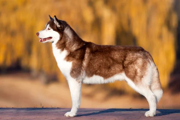 Cách phân biệt husky nâu đỏ thuần chủng và lai tạp