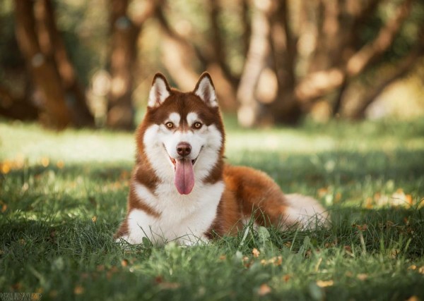 Những câu hỏi thường gặp về chó husky màu nâu đỏ