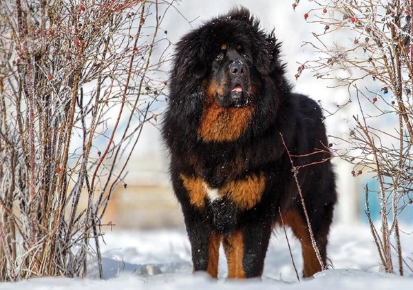 Chó Ngao Tây Tạng (Tibetan Mastiff)