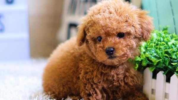 Chó lông xù là chỉ những giống chó có bộ lông dày, xù