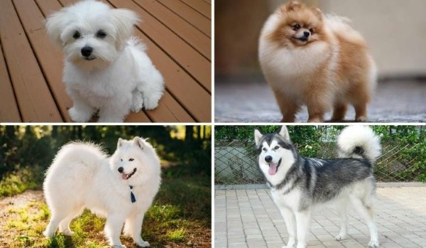 Thế giới chó lông xù rất đa dạng với nhiều giống khác nhau