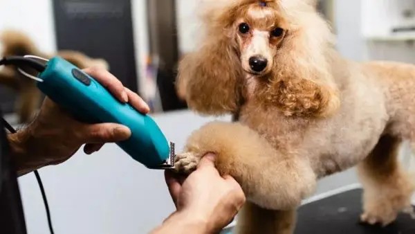 Chăm sóc toàn điện cho chó lông xù để đảm bảo sức khỏe và vẻ đẹp của chúng