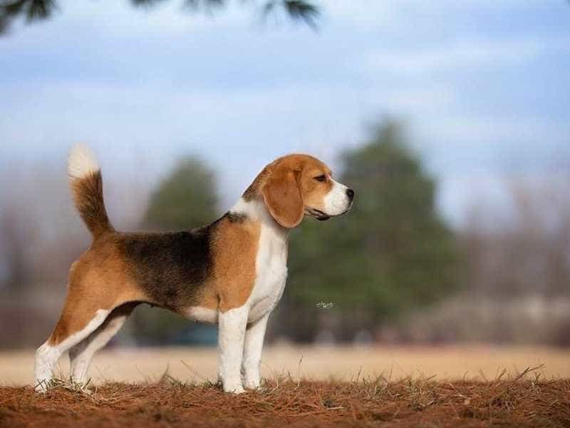 Đào tạo và huấn luyện chó Beagle hiệu quả