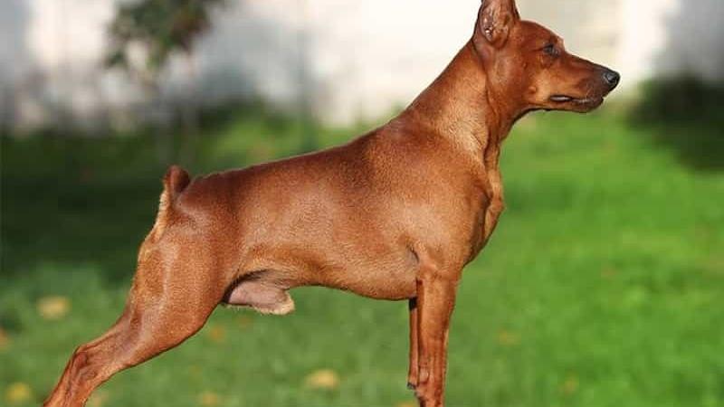 Các yếu tố cần xem xét khi chọn giống chó