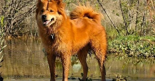 Đặc điểm ngoại hình của chó Bắc Hà Vàng