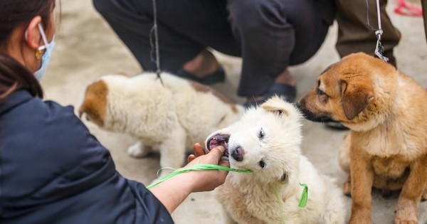 Kinh nghiệm chọn mua và nuôi dưỡng chó Bắc Hà Vàng