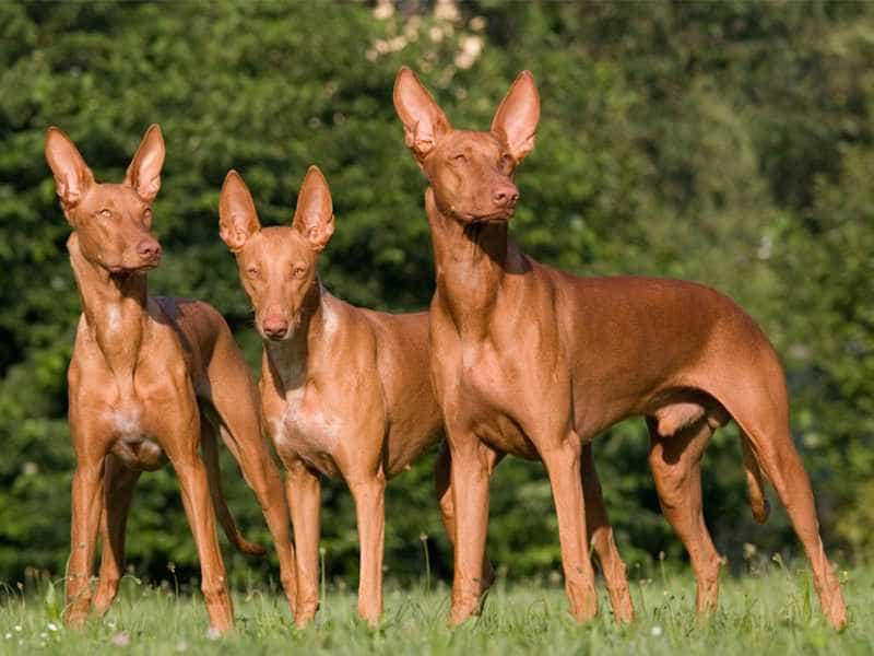 Đặc điểm nhận dạng của chó săn Pharaoh