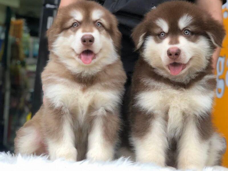 Giá bán & các yếu tố ảnh hưởng đến giá chó Alaska hồng phấn