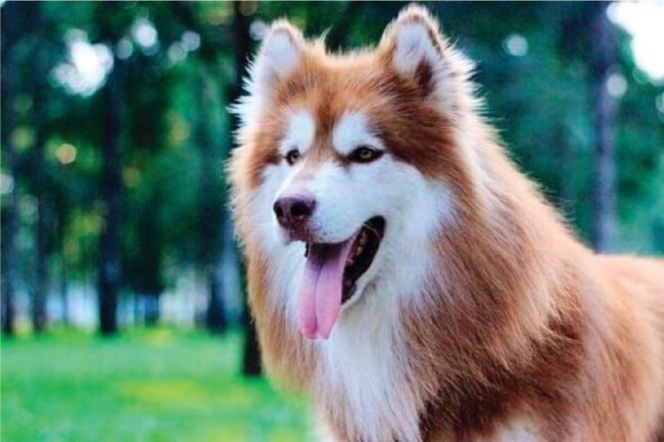 Đặc điểm nhận diện chó Alaska hồng phấn