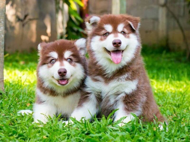 Đặc điểm nổi bật về tính cách của chó Alaska nâu đỏ