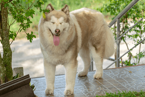 Đặc điểm tính cách và hành vi của chó Alaska hồng phấn