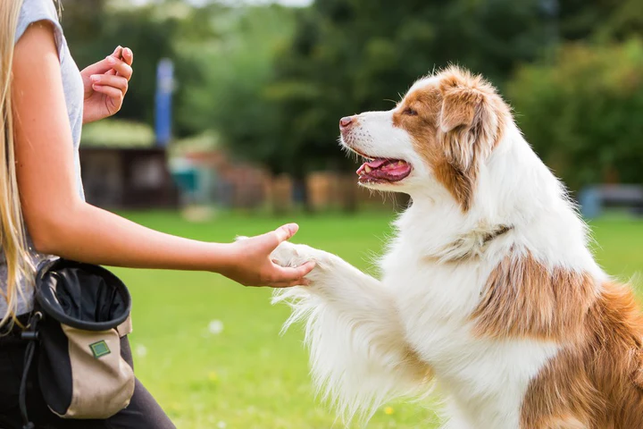 Tổng quan về kỹ năng bắt tay ở chó