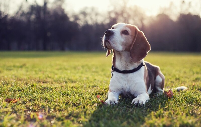 Các bệnh thường gặp và phòng tránh cho chó Beagle
