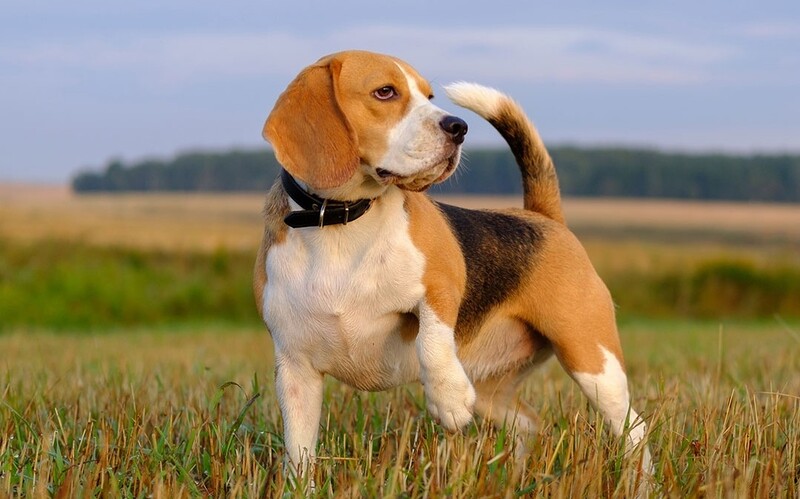 Ưu và nhược điểm nuôi chó Beagle trong gia đình