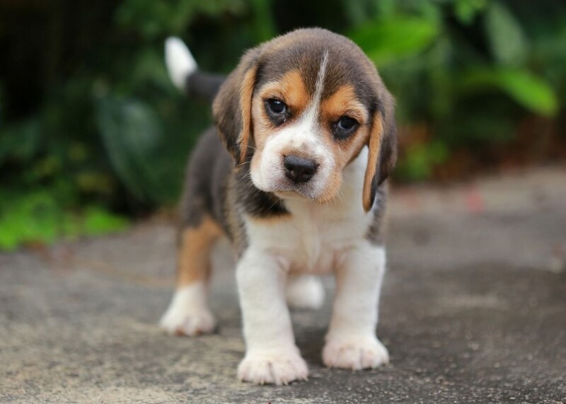 Môi trường sống và nhu cầu vận động của Beagle