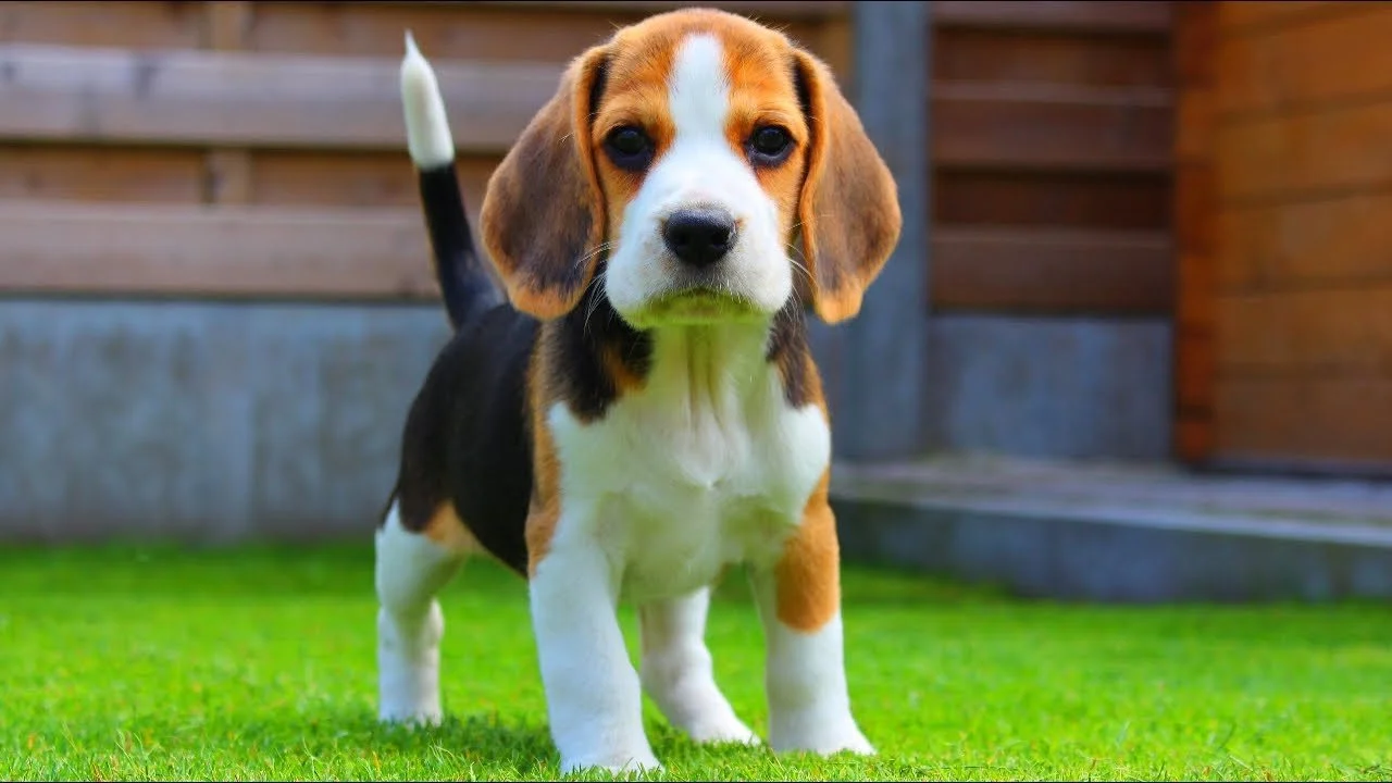Hướng dẫn chăm sóc và nuôi dưỡng chó Beagle