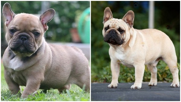 Chó Bull Pháp sở hữu một ngoại hình với những đặc điểm riêng biệt