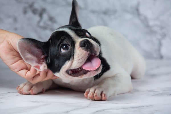 Chó Bull Pháp có tính cách rất thân thiện và dễ gần