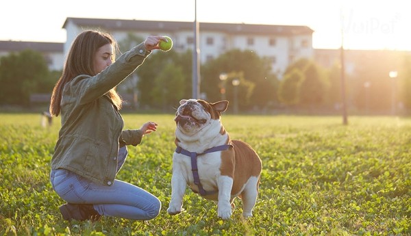 Huấn luyện chó Bull Pháp là một phần không thể thiếu khi nuôi dưỡng