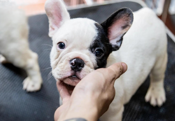 Những tiêu chí khi chọn mua chó Bull Pháp