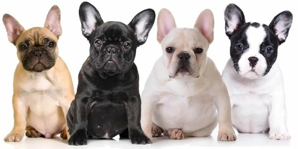 Chi phí nuôi chó Bull Pháp có thể dao động tùy thuộc vào nhiều yếu tố
