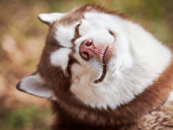 Siberian Husky là một trong những giống chó mắt xanh mũi hồng phổ biến nhất