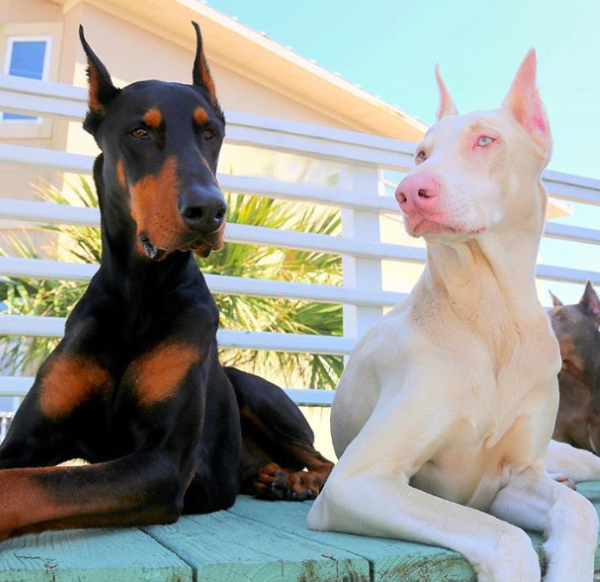 Chó bạch tạng (Albino dogs)