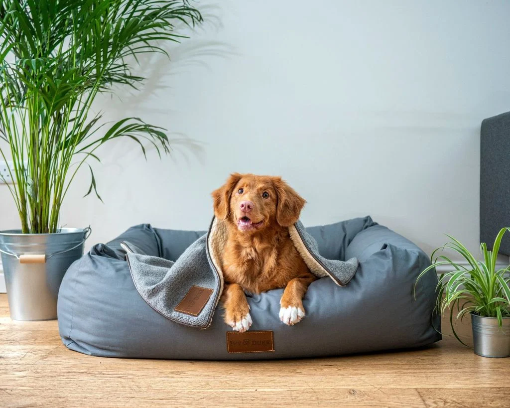 Tại sao việc chọn đúng giống chó lại quan trọng?