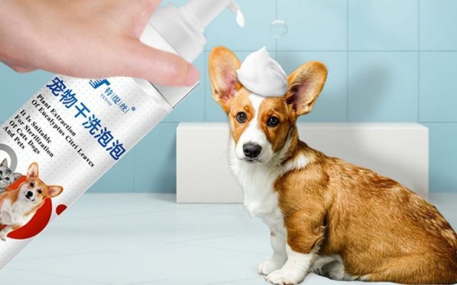 Tại sao việc tắm cho chó vào mùa đông cần được lưu ý đặc biệt