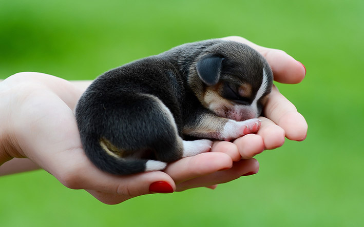 Top 10 giống chó phù hợp với gia đình Việt Nam