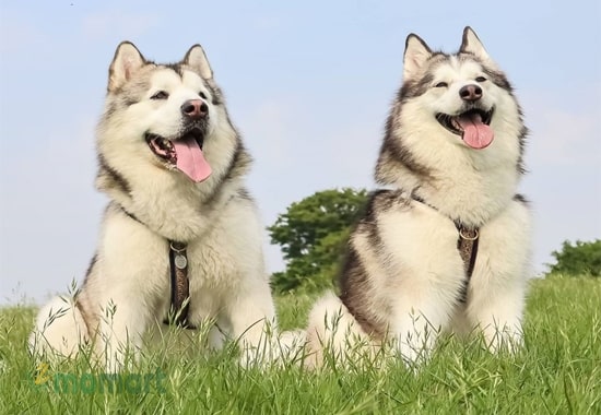 Kinh nghiệm chọn mua chó Alaska hồng phấn khỏe mạnh, thuần chủng