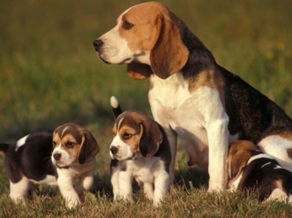 Đặc điểm nhận biết chó Beagle
