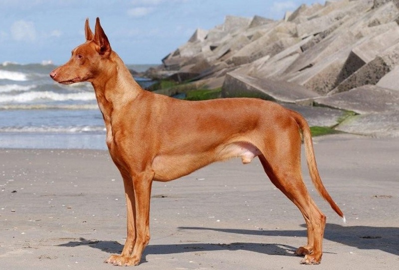 Tính cách và đặc điểm hành vi của chó săn Pharaoh
