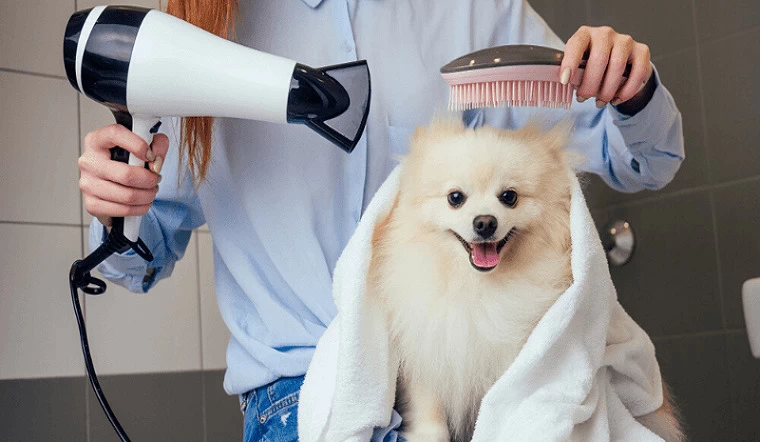 Phương pháp làm khô lông cho chó sau khi tắm mùa đông